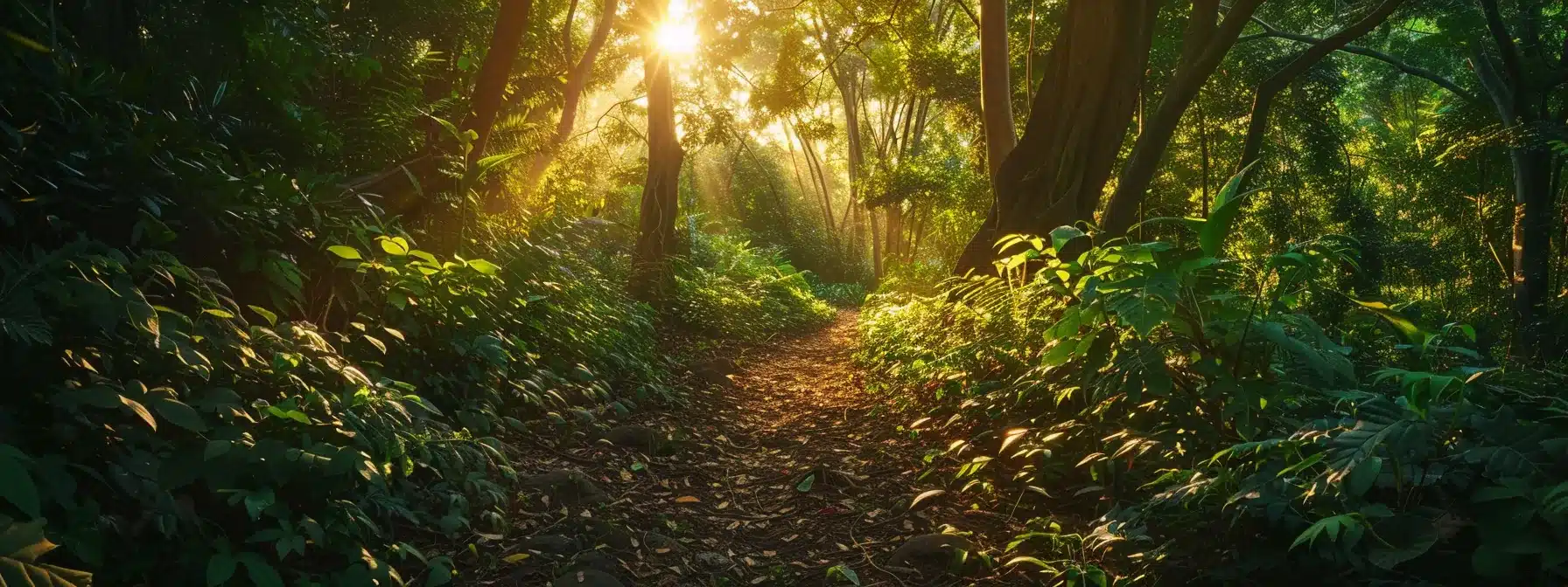 a vibrant, sunlit forest pathway, dappled with golden light filtering through lush green leaves, invites exploration and tranquility in a serene natural setting.